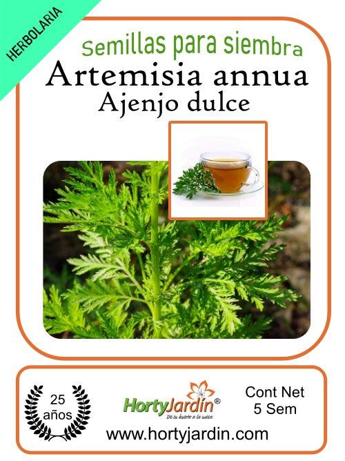 Cultivando plantas de Artemisia annua (Ajenjo dulce) 
