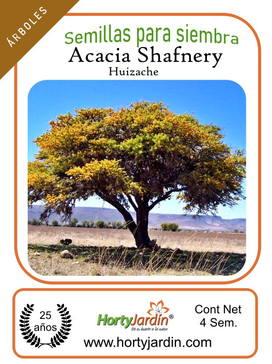 Semillas de árbol de Huizache Chino ó Acacia Shaffnery