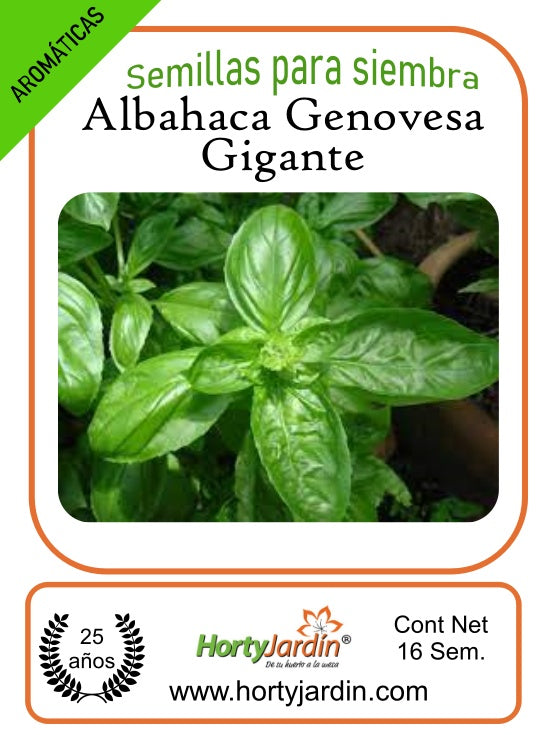 Genovese Basil Seeds 