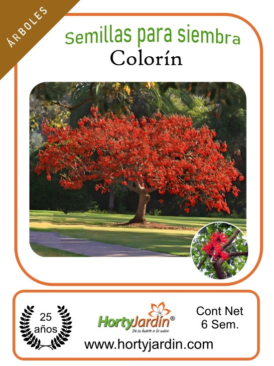Colorín tree seeds
