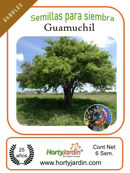 Semillas de árbol de Guamuchil **
