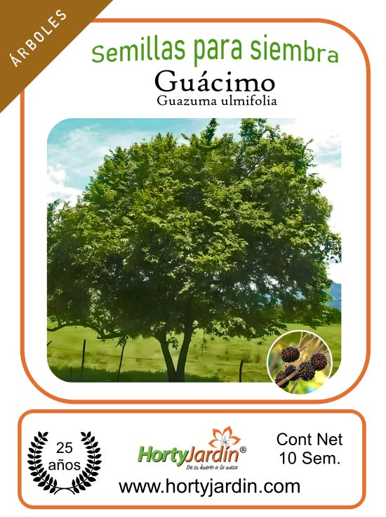Guácimo tree seeds