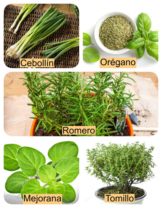 Provencal Herb Seeds / 5 Var.