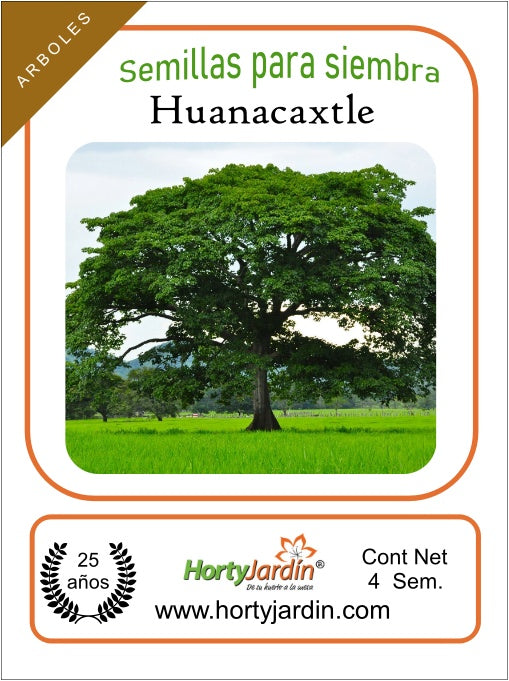 Semillas de árbol de Huanacaxtle