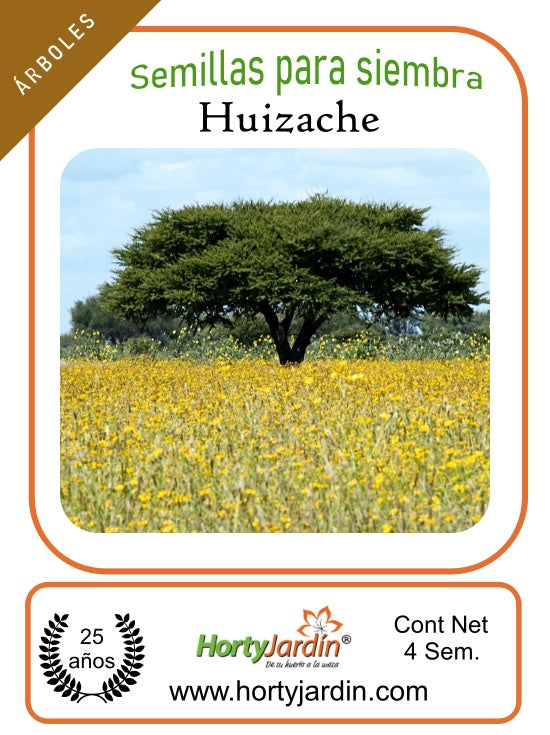 Semillas de árbol de Huizache ó Acacia Farnesiana