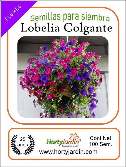 Lobelia Colgalne seeds 