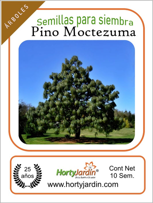 Moctezuma Ocote Pine Seeds