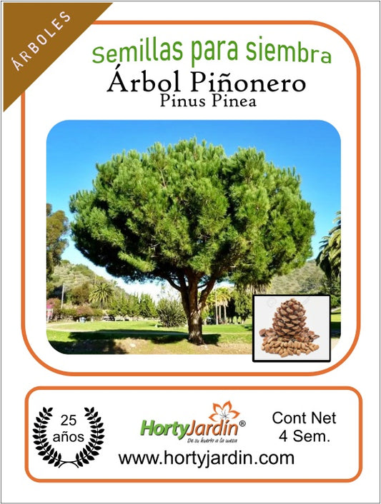 Pine Nut Seeds - Piñonero 