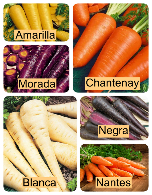 Semillas de Zanahorias de Colores / Pak de 6 Var. **