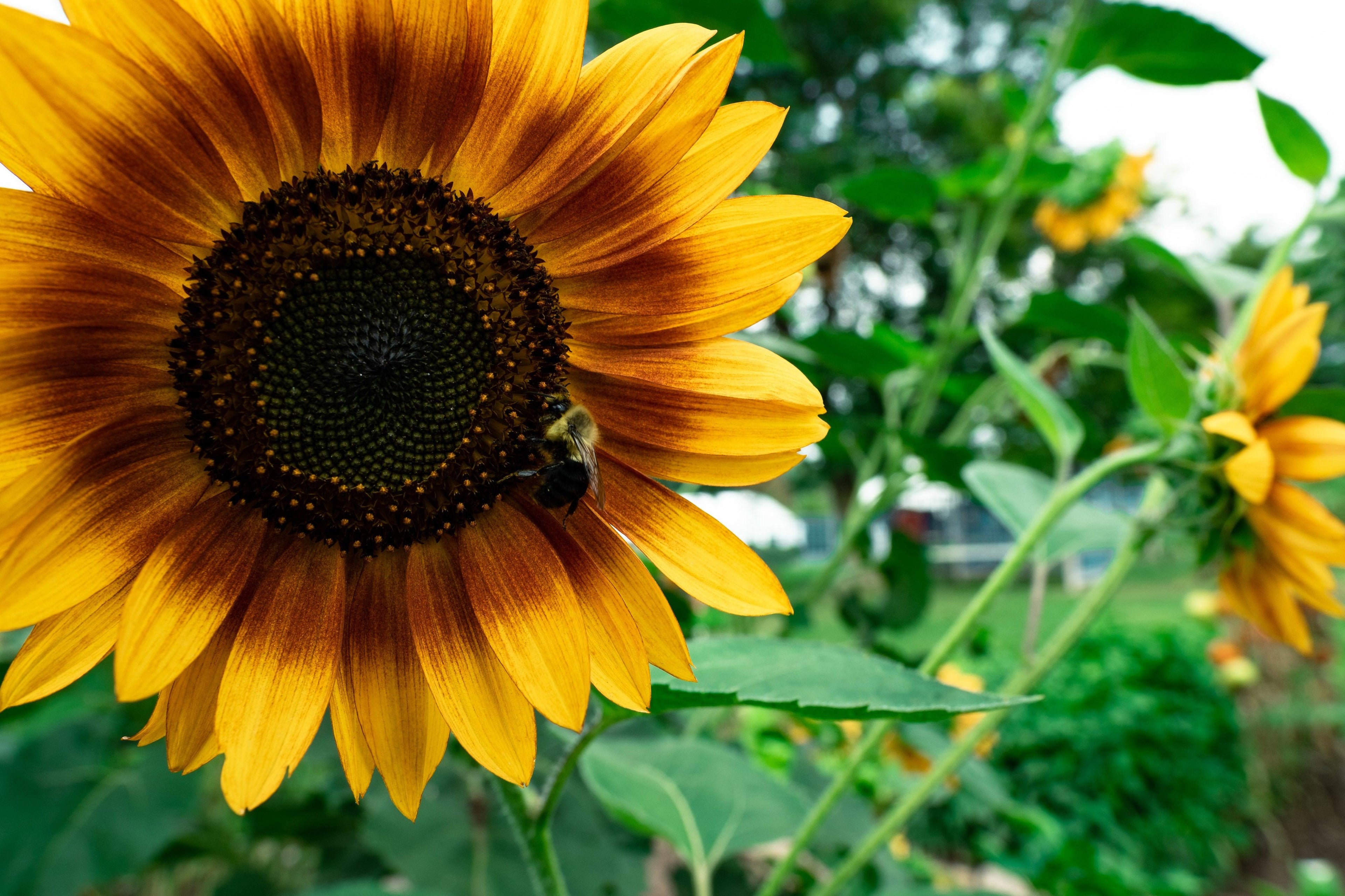 bee-in-a-sunflower - Hortyjardín