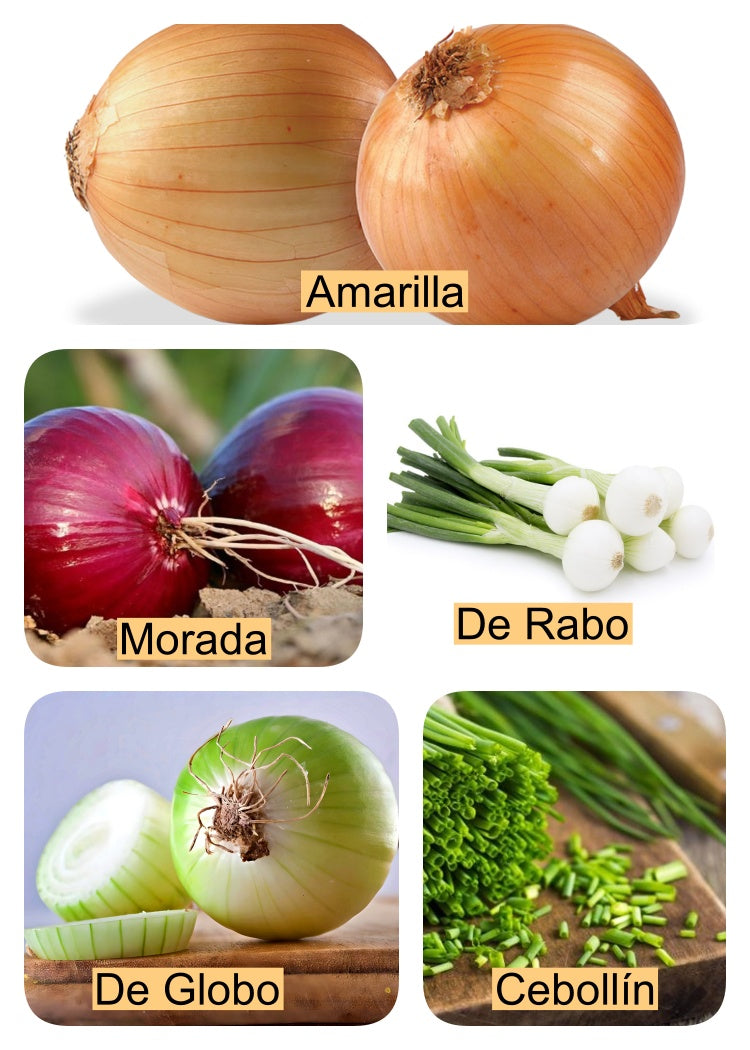 Onion Seeds / Pak of 5 Var 