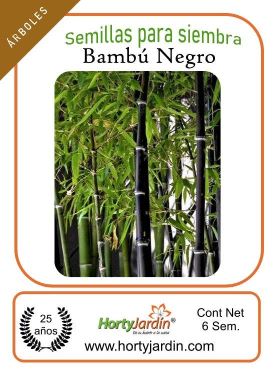 Semillas de Bambú Negro sobre - Hortyjardín
