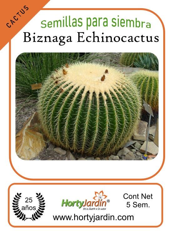 Semillas de Biznaga Echinocactus sobre - Hortyjardín