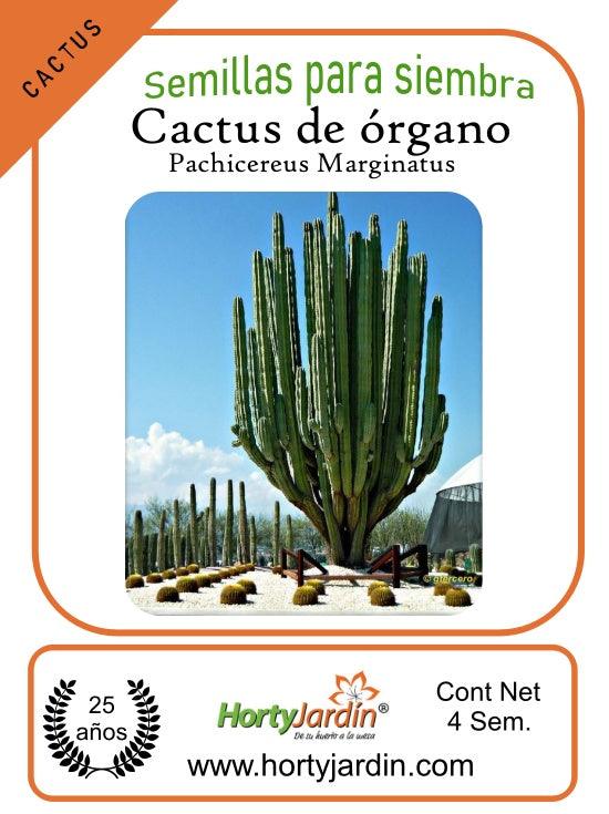 Semillas de Cactus de Órgano - Hortyjardín