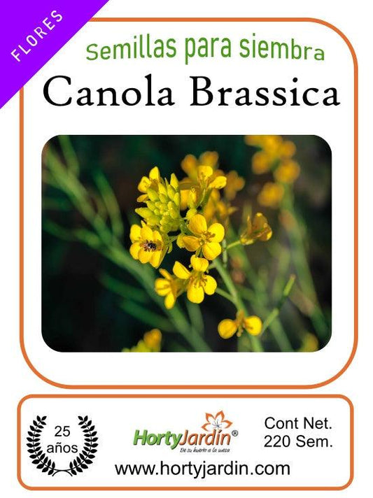 Semillas de Canola-Brassica Napus sobre - Hortyjardín