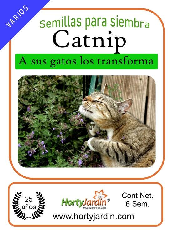 Semillas de Catnip-Nepeta Cataria - Hortyjardín