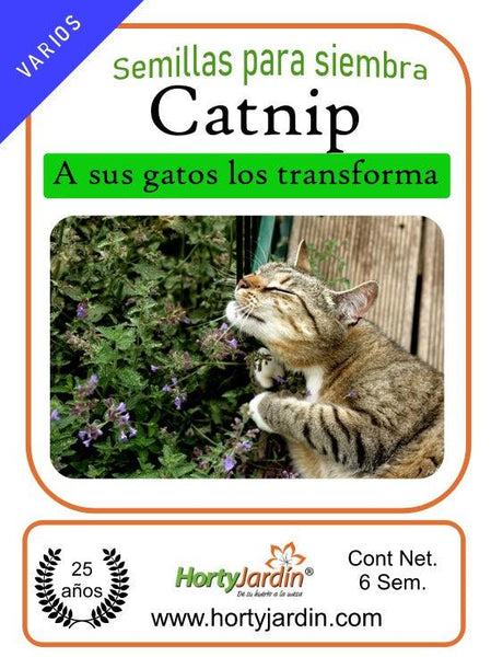 Catnip, Official (Nepeta cataria) seeds, organic