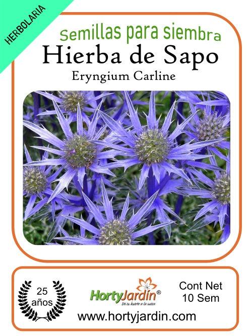 Semillas de Hierba de Sapo - Hortyjardín