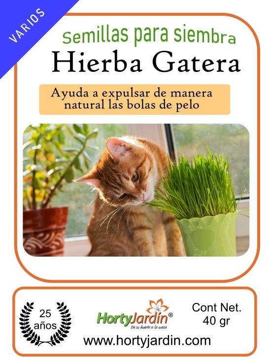 Semillas de Hierba Gatera - Hortyjardín