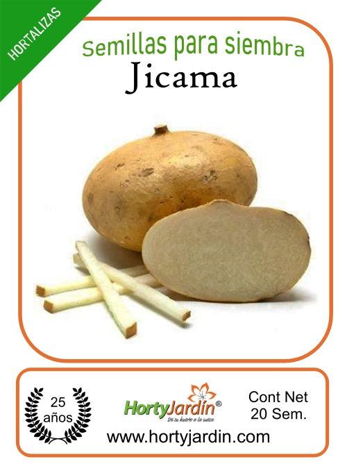 Semillas de Jícama - Hortyjardín