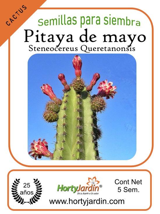 Semillas de Pitaya de Mayo - Hortyjardín