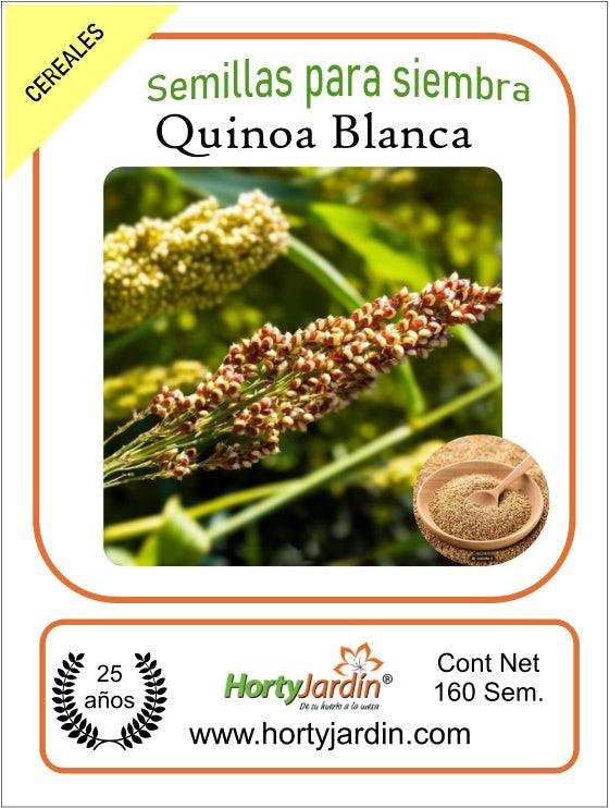 Semillas de Quinoa Blanca sobre - Hortyjardín