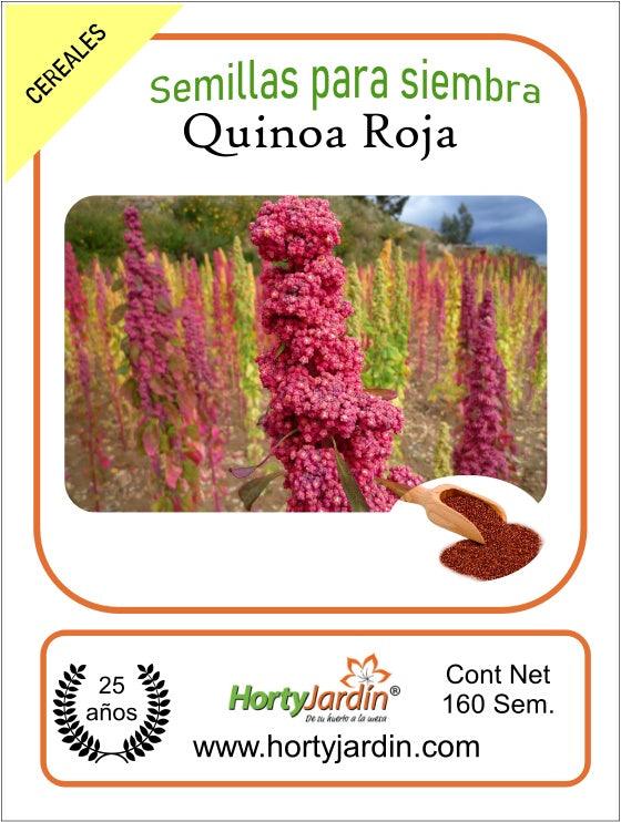 Semillas de Quinoa Roja sobre - Hortyjardín